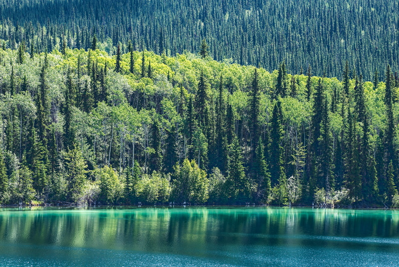 woodland, 5K, calm, nature, lake in northern british columbia (location uncertain), canada, lake side, green color, land, near, scenics - nature, tree