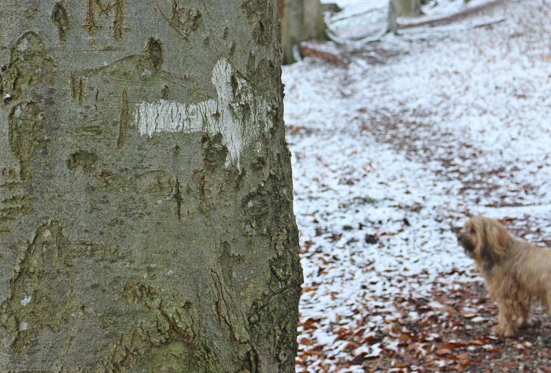 no people, domestic animals, arrow, marker characters, to find, textured, tribe, mark, pets, bark, nature, tree, inform, right, signposts, directory, note