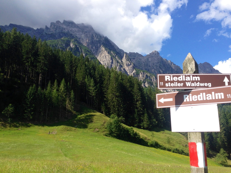 Direction, 2K, sign, information sign, wise direction, Away, shield, Directory, Signposts, information, outdoors, migratory character, plant, green color