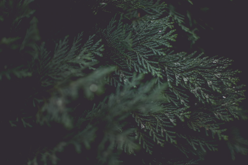 plant, needles, plant part, no people, green, day, christmass, coniferous tree, fir tree, celebration, nature, tree, christmas, needle - plant part, leaves