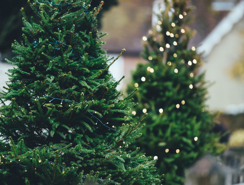 fir, spruce Tree, Christmas Tree, photography, winter, christmas decoration, close, 4K, holiday, day, coniferous Tree, season, celebration, tree, no people