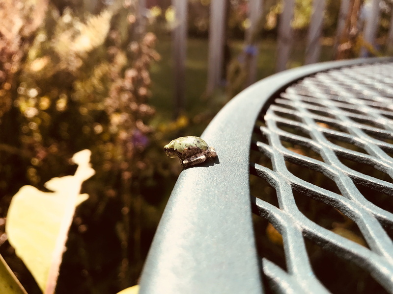 close-up, on the edge, 4K, uncertain, bird, seat, plant, barrier, united states, animal, nature, at the edge, leap of faith, small frog, frog, tree, tiny frog