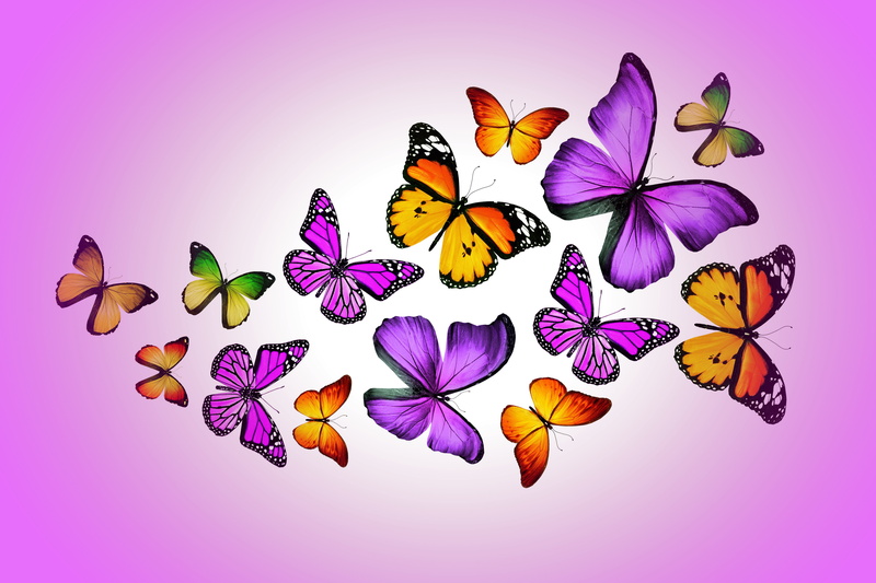 colors, variation, nature, animal, design, butterfly - Insect, insect, design by Marika, abstract, animal Wing, illustration, backgrounds, flower head