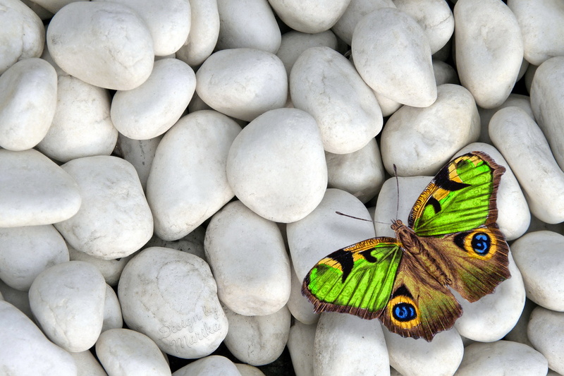 2K, white stones, butterfly, design by Marika, colorful, stones