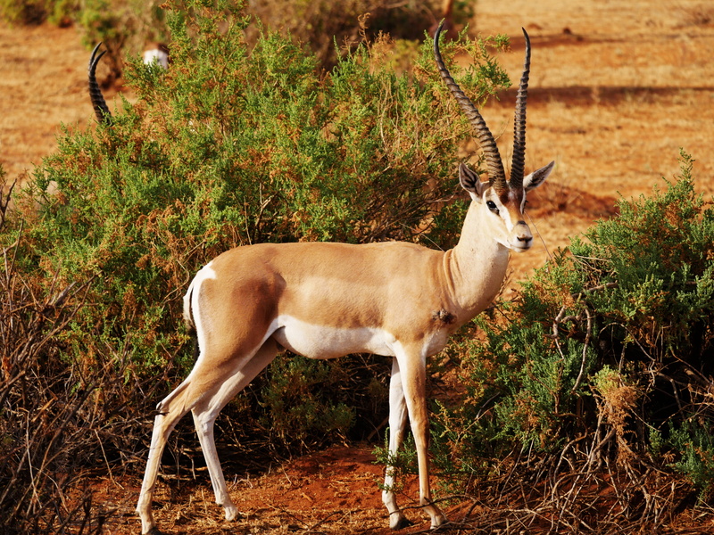 animals in the wild, side view, wild animal, fight trails, safari, wound, vertebrate, wilderness, animal themes, bite, kenya, day, one animal, animal wildlife