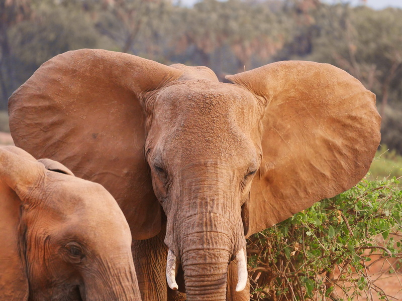wild animal, nature, day, animal body part, bull, 5K, african elephant, vertebrate, wilderness, close, no people, outdoors, kenya, mammal, herbivorous