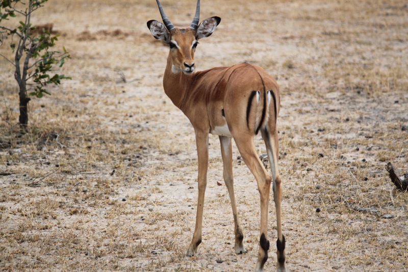 wildlife Reserve, deer, africa, climate, animal themes, wilderness Area, day, national Park, outdoors, impala, no people, savannah, wildlife, animal wildlife