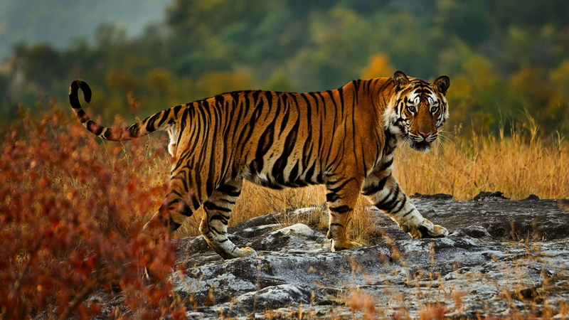 nature, tiger, walk, look, autumn, background, stones, 2K, wild cat, pose