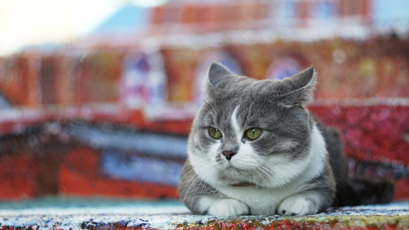 fat face, grey, chubby, street, Munchkin, cat, color, lies, background, look, 4K