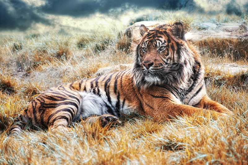 pose, background, tiger, grass, handsome, wild cat, 1080P, nature, lies, light, paws, face, look