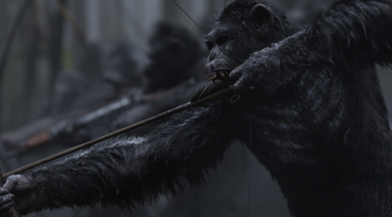 aggression, one animal, no people, 4K, animal body part, animal, gorilla, vertebrate, animal themes, animals in the wild, war for the planet of the apes 4k background  for pc
