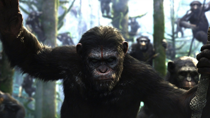 tree, ape, animal, plant, animal wildlife, primate, nature, animal body part, 2K, mammal, one animal, chimpanzee, animal head, close-up, monkey, no people