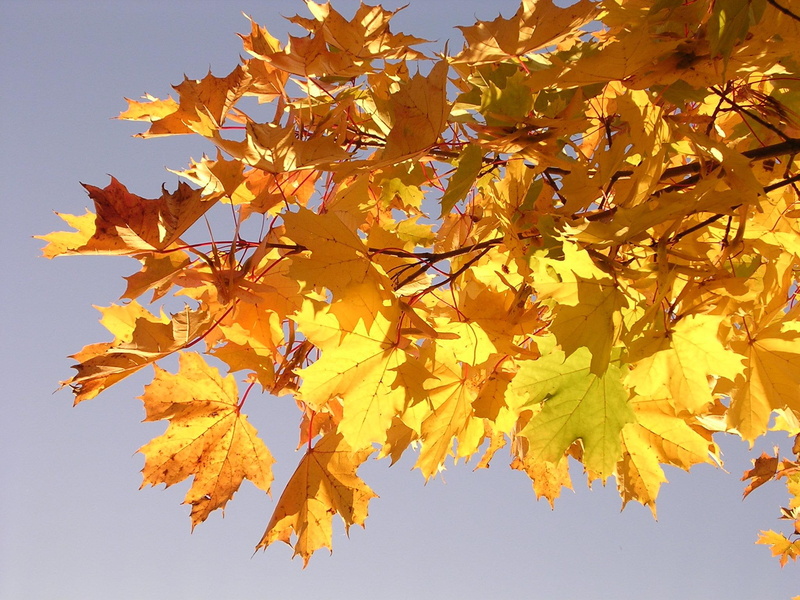 1080P, britney spears, hammock, 3d and abstract, fall, leafs, seagull, will, soon, paradise