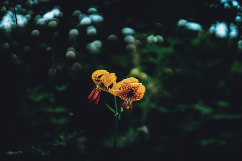 oregon, flower, flower head, growth, land, flowering plant, wildflowers, plant stem, beautiful, forest, vulnerability, orange, selective focus, day, plant