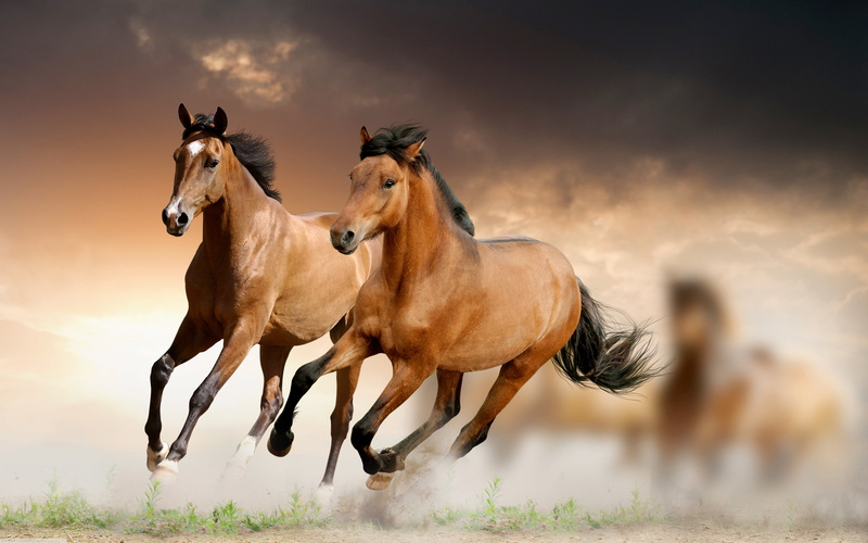 cloud - sky, running, domestic animals, domestic, animal wildlife, animal, mammal, field, animal themes, herbivorous, livestock, land, pets
