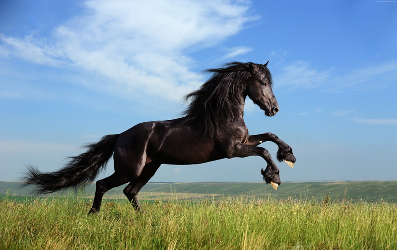 Horse, gallop, meadow, 4K, sky