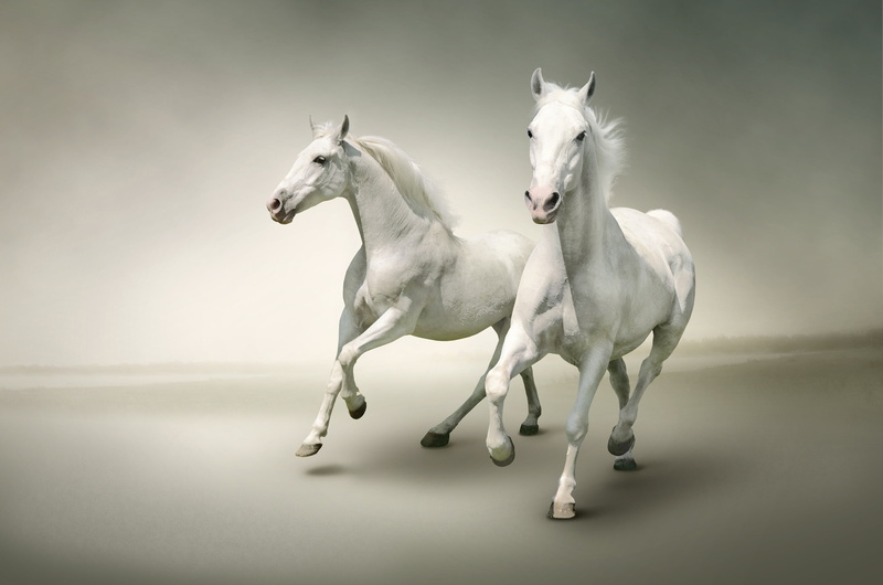 light background, two, horse, pair, 4K, Duo, two knights, dashing, muzzle, hooves, jump, gallop, handsome, horses, white