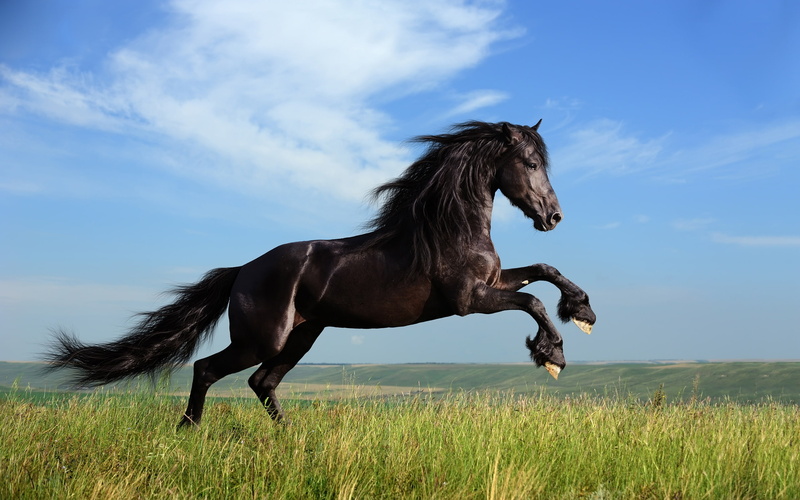 freedom, Horse, dom, 2K, Black, Galloping