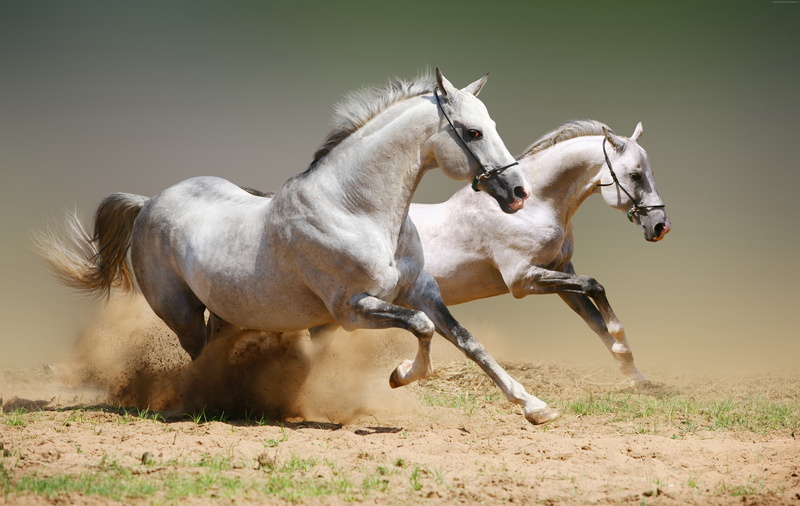 cute animals, gallop, 5K, Horse