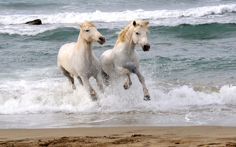 sand, horses, hd, beach, desktop, 1080P, waves, galloping, white