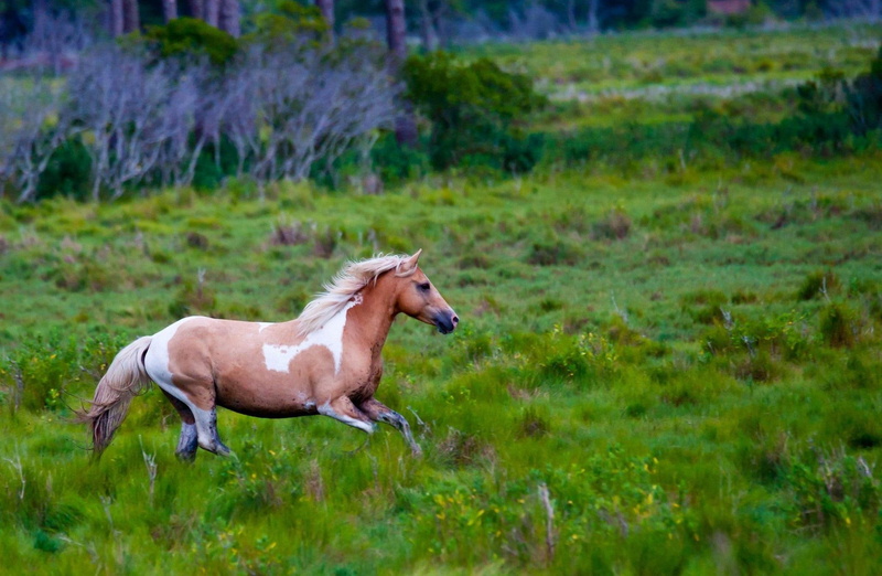 ladowe, 1080P, laka, horse, galloping, meadow, animals, zwierzeta