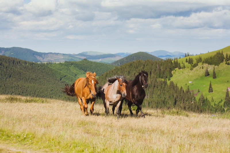 plant, 4K, animal themes, romania, environment, horses, sky, cloud - sky, vertebrate, grass, domestic animals, open, three, running, group of animals