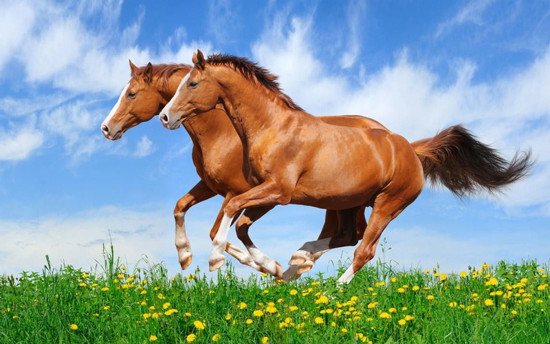 horses, two, day, desktop, flowering plant, no people, domestic, one animal, hd, domestic animals, land, vertebrate, 4K, beautiful, cloud - sky