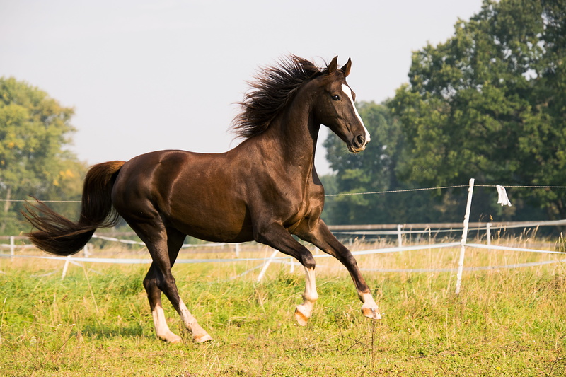 side view, land, pets, meadow, no people, plant, fence, domestic, canter, brown, outdoors, vertebrate, nature, coupling, running, 5K, grass, mammal, livestock