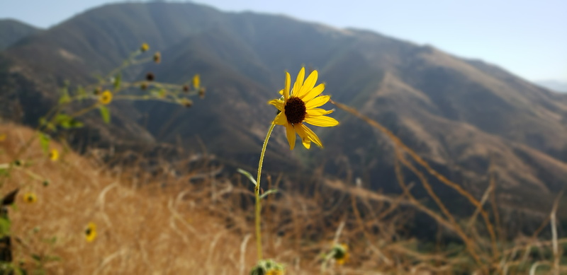 flora, flower head, flower, focus on foreground, vulnerability, land, petal, sky, one animal, beauty in nature, outdoors, sunflower, fragility, animal