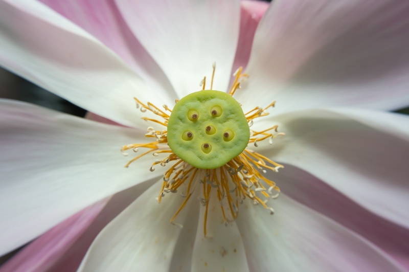 pollen, no people, gregory sonbua, pink color, fragility, flower head, springtime, pond, pink lotus, petal, bua ban, lotus leaf, lotus, growth, bua luang