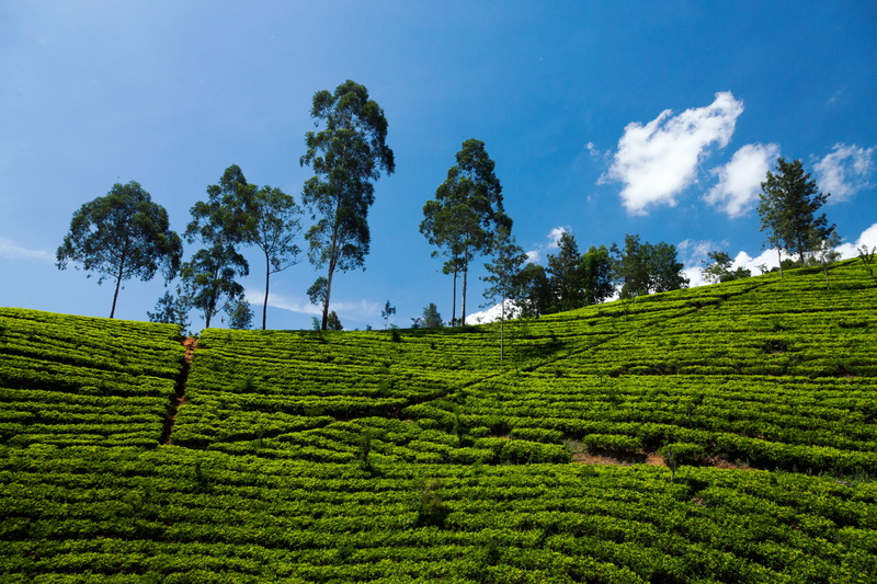 farm, rural scene, hill, clouds, environment, tranquil scene, agriculture, tea, day, sky, tropical tree, 5K, growth, tea leaves, trees, landscape, scenics - nature