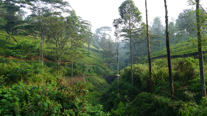 forest, plant, growth, land, rainforest, nuwara eliya, outdoors, tranquil, beauty in nature, woodland, foliage, tree, day, idyllic, tranquility, environment