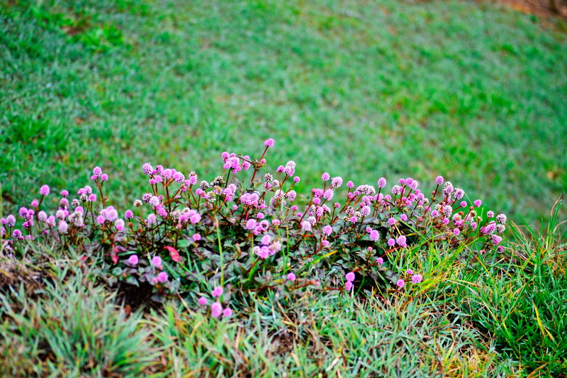 land, beauty in nature, Flowers, Garden, growth, selective focus, close-up, freshness, purple, fragility, field, grass, flowering plant, flower, outdoors