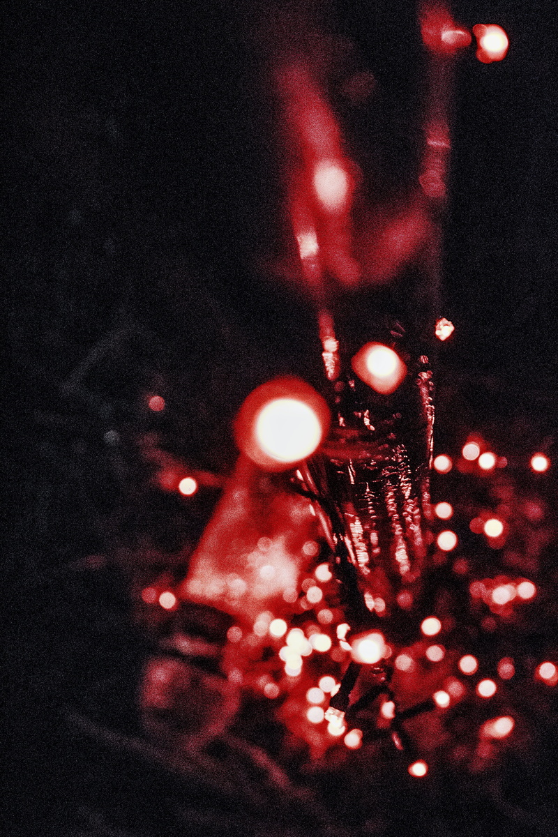 nuwara eliya, nuwara eliya race course ground, close-up, holiday, lighting equipment, nature, dark, red, christmas ornament, celebration, illuminated, christmas decoration
