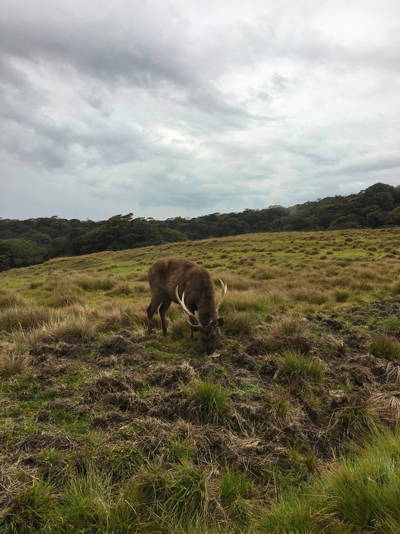 herbivorous, one animal, vertebrate, sri lanka, grassland, mammal, wilderness, sky, bull, cloud - sky, farm, ranch, domestic animals, 4K, meadow, domestic