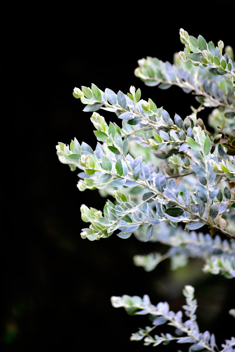 vulnerability, ceylon, lilac, white color, outdoors, plant, focus on foreground, nuwara eliya, day, no people, sri lanka, nature, leaves, flower, close-up