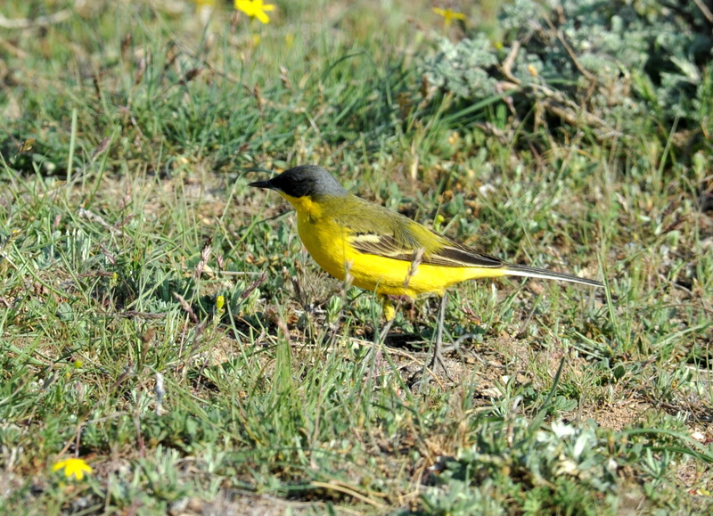 yellow, immigrant, field, animal, perching, day, wild life, no people, yellow tail taunting, finch, vertebrate, animal wildlife, friend, outdoors, yellow sparrow