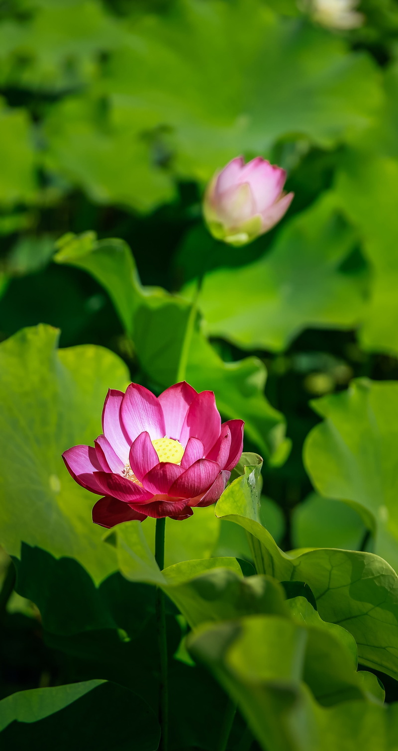 life under water, large leaf, inflorescence, ponds, green Color, freshness, plant part, botany, plant, pink Color, nice, fragility, outdoors, Calendar