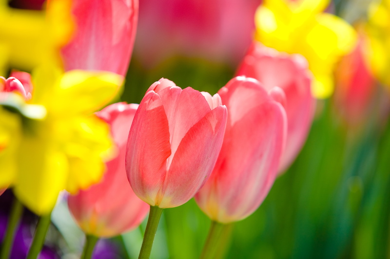 flower, plant, bokeh, Tulips, selective focus, Cant get enough, beauty In Nature, focus, Flowers, freshness, 4K, red, bright, season, tulip, fraserwood