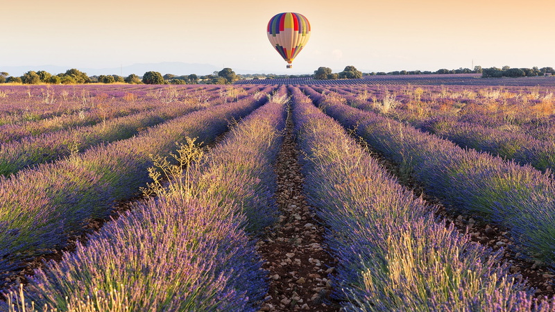 rural scene, lavender, scenics - nature, flowering plant, don, sky, purple, enough, time, growth, outdoors, plantation, transportation, balloon, flower