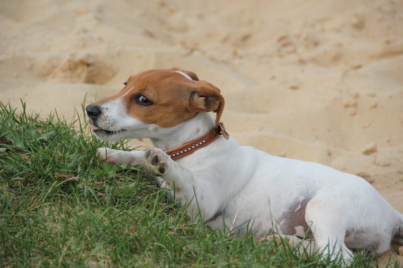 small dog, small, nature, fur, dog, animal themes, sand, mammal, land, vertebrate, field, played enough, one animal, no people, playful, jack russell terrier