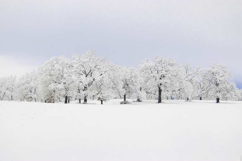 cold temperature, field, environment, tranquility, day, tranquil scene, white color, tree, snowcapped, blizzard, snowing, frost, no people, beauty in nature