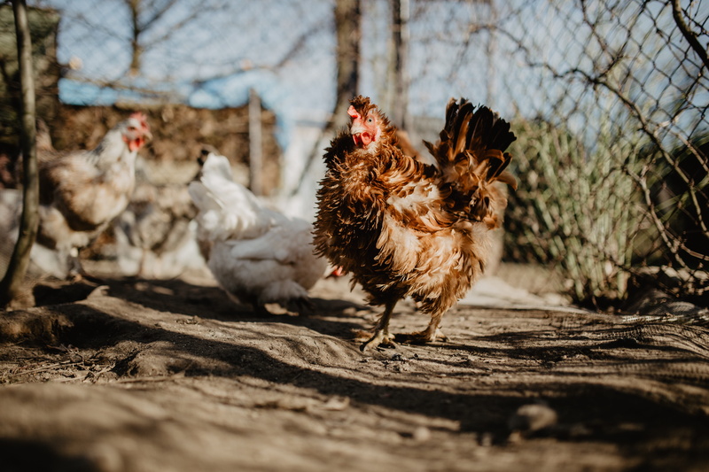 selective focus, animal themes, group of animals, hens, eating, domestic, chicken, pets, vertebrate, bird, chicken - bird, mammal, domestic animals, outdoors