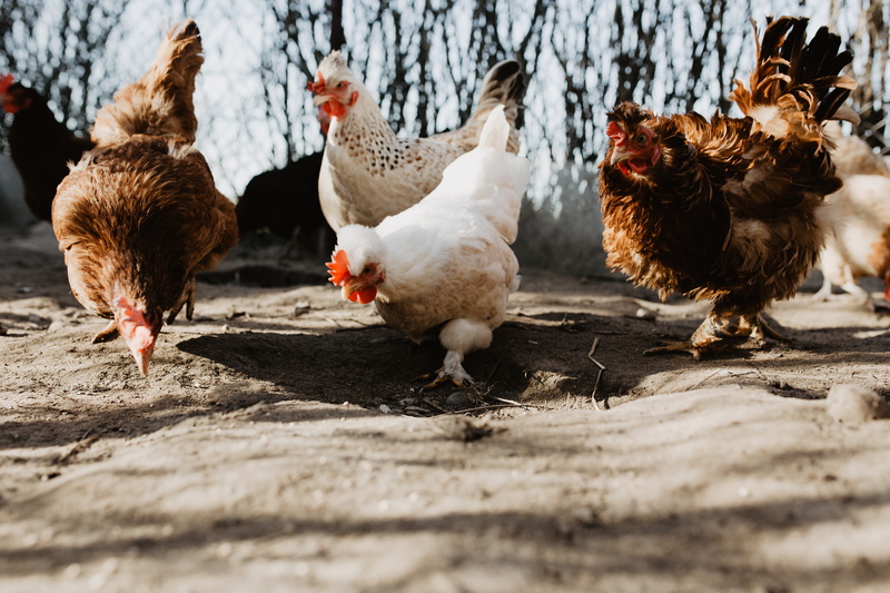 day, no people, farm, group of animals, poultry, chicken, nature, outdoors, land, eating, vertebrate, bird, mammal, domestic, coop, seeds, animal, animal themes
