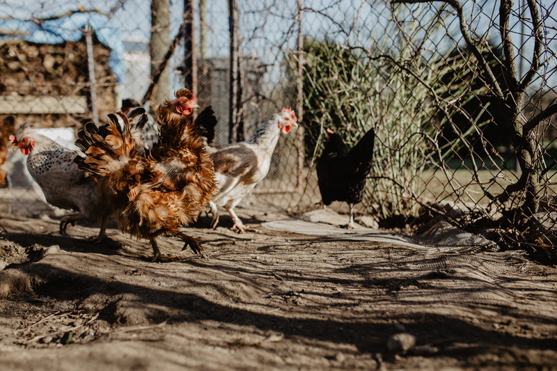 livestock, seeds, vertebrate, outdoors, agriculture, pets, hen, nature, chickens, fence, bird, male animal, domestic animals, group of animals, chicken