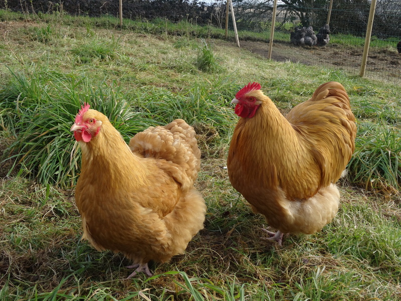 vertebrate, land, male animal, mammal, group of animals, hen, no people, livestock, chicken, pets, animal themes, orpington, nature, chicken - bird, grass