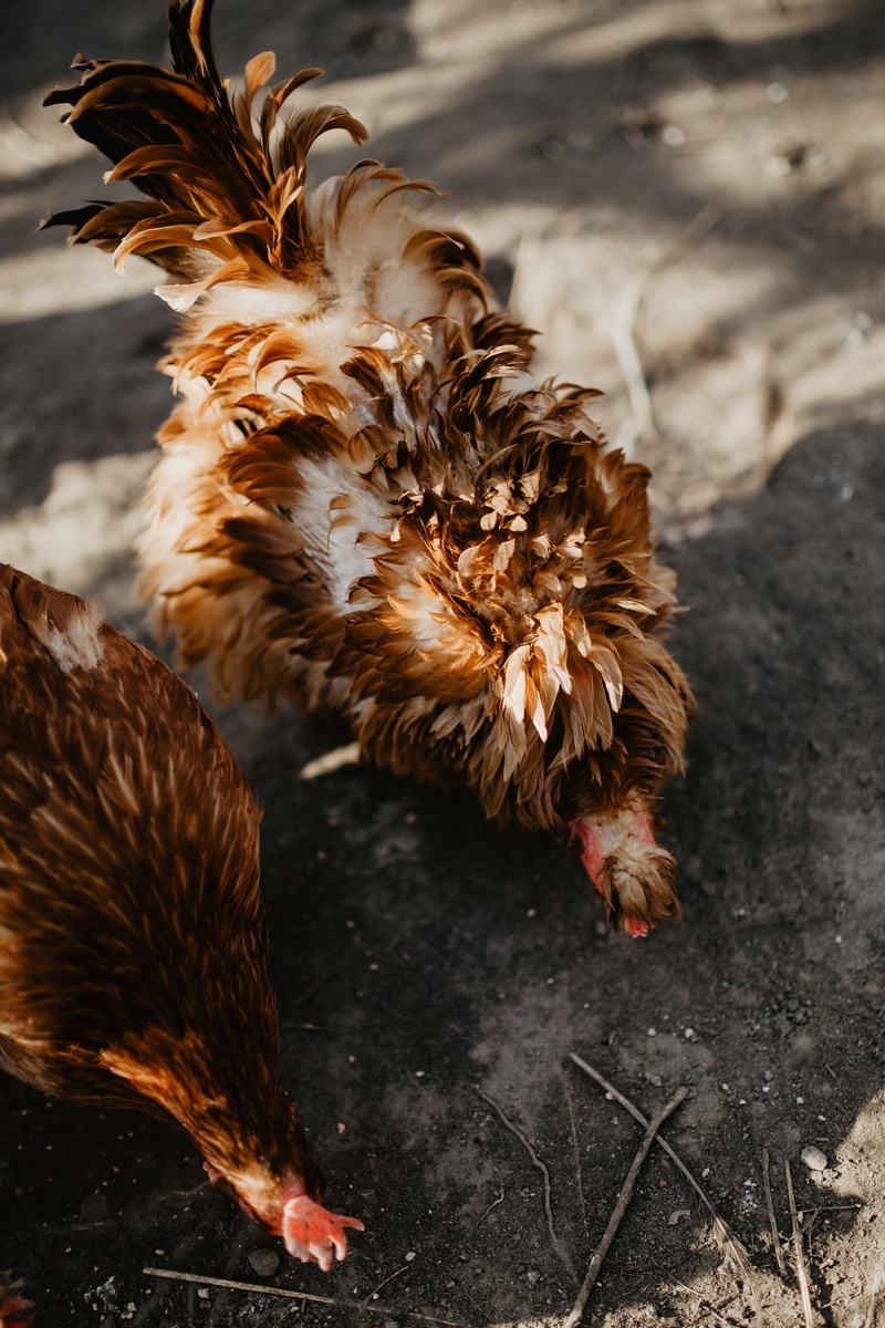 nature, bird, no people, chickens, mammal, one animal, brown, vertebrate, animal wildlife, focus on foreground, 4K, polutry, land, animal, domestic, chicken - bird
