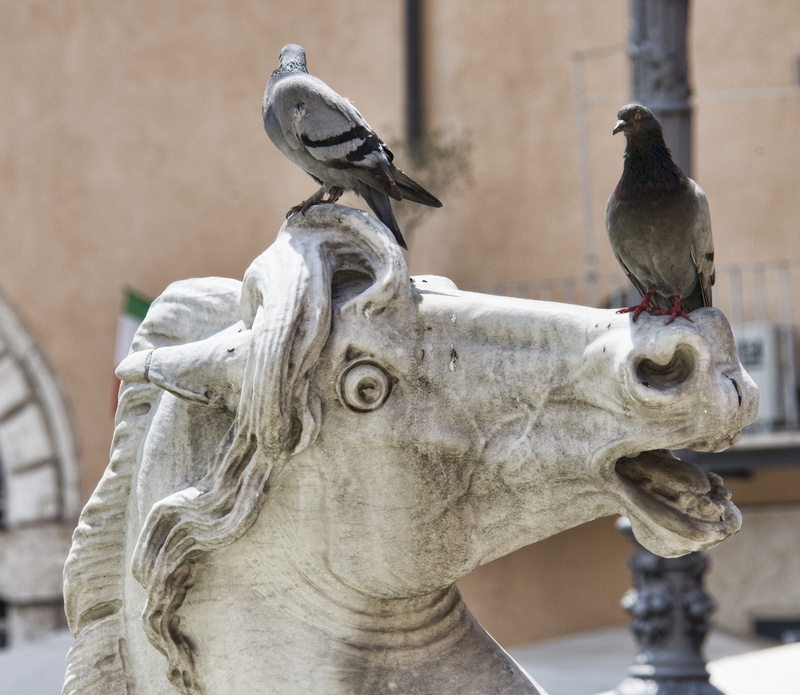 animal themes, historical, city, rome, italian, animals in the wild, close-up, italy, gray, old, history, statue, animal wildlife, art and craft, two, architecture