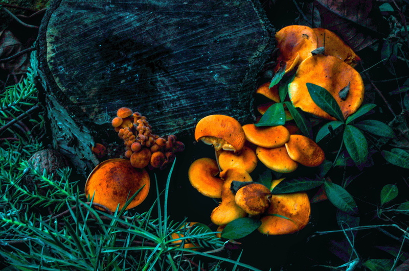 orange, close-up, mushroom, vegetable, plant part, landscape, outdoors, land, food, growth, flower, fungus, shrooms, 4K, pumpkin, yellow, field, fall