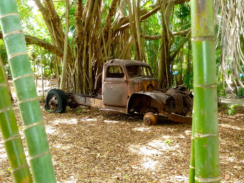 wheel, nature, plant, Automobile, land vehicle, day, damaged, wrecker, mode of transportation, motor vehicle, Vehicle, bamboo, car, obsolete, transport